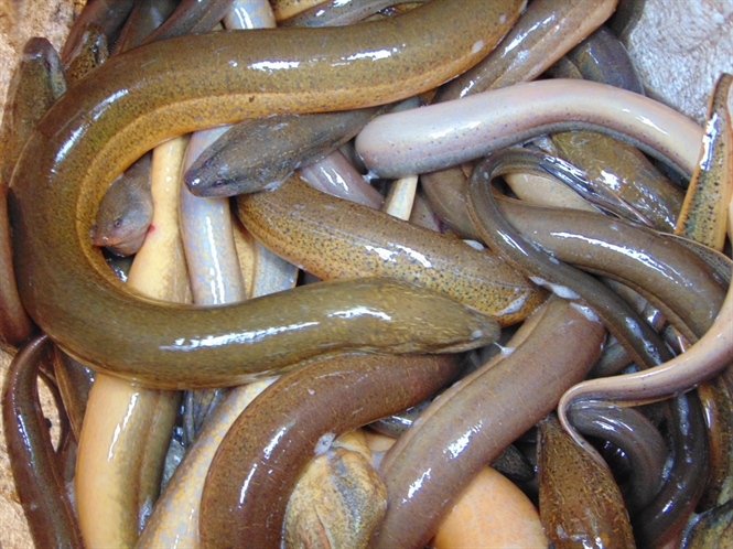 Chuyện bát cháo lươn và nghề bắt lươn ở xứ Nghệ
